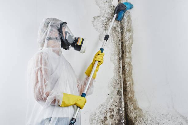 Best Professional Mold Removal  in Horse Shoe, NC