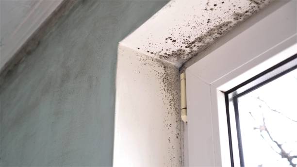Water Damage Restoration in Horse Shoe, NC