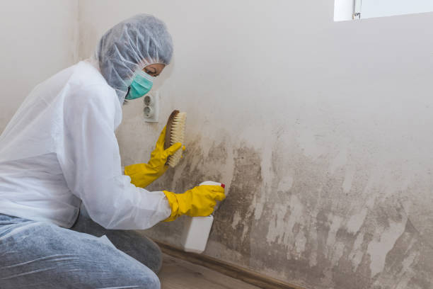 Best Office Mold Removal Services  in Horse Shoe, NC