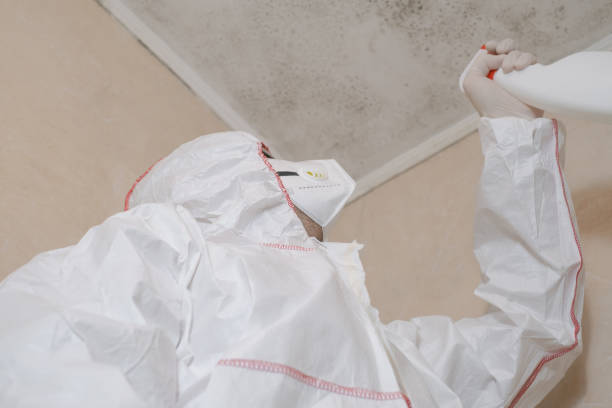 Best Affordable Mold Removal  in Horse Shoe, NC