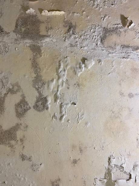 Best Fast Mold Removal  in Horse Shoe, NC