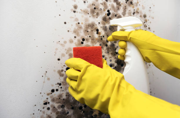 Best Residential Mold Removal  in Horse Shoe, NC
