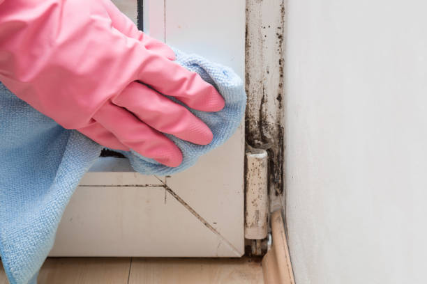 Best Mold Damage Repair  in Horse Shoe, NC