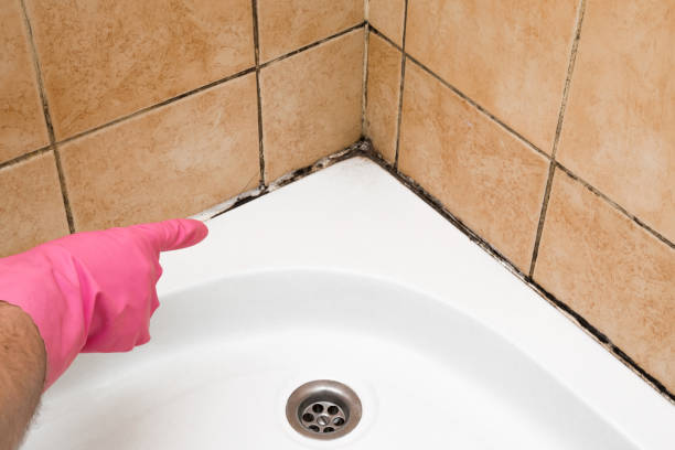 Best Same-Day Mold Removal  in Horse Shoe, NC